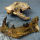 Some of the fossils discovered of Simbakubwa.